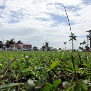 Apia town