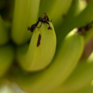Banana closeup