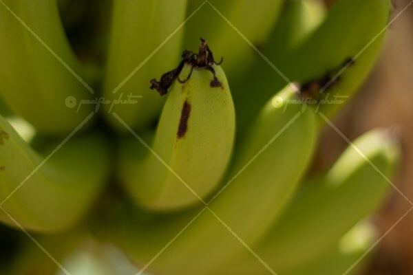 Banana closeup