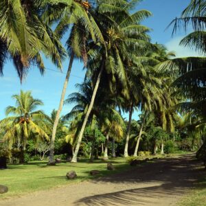 Coconut palms
