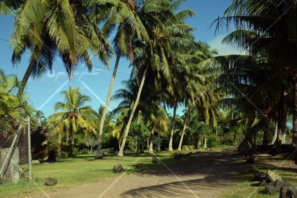 Coconut palms