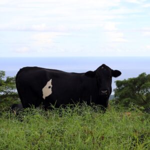 Cows