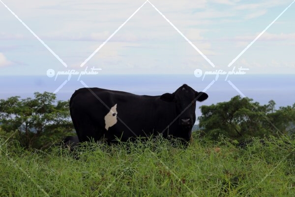 Cows