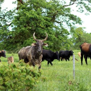 Cows