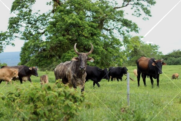 Cows