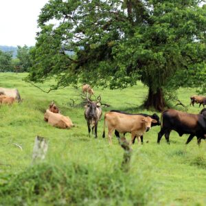 Cows