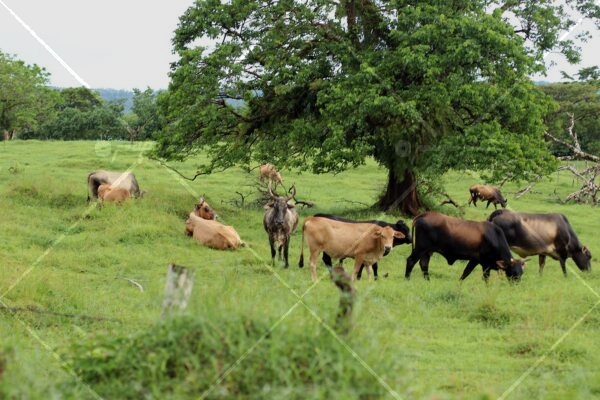Cows