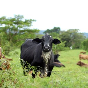 Cows