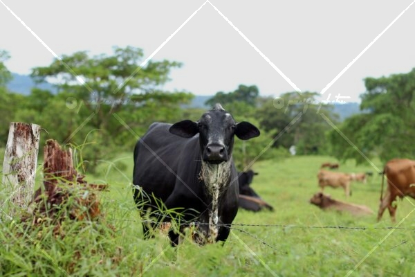 Cows
