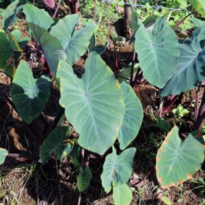Taro plant