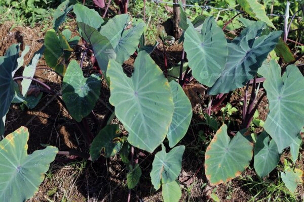 Taro plant