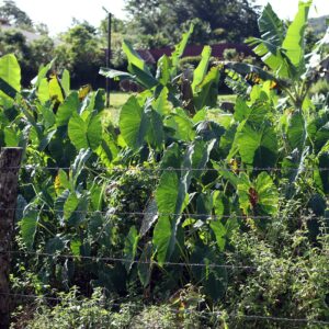 Taro plant