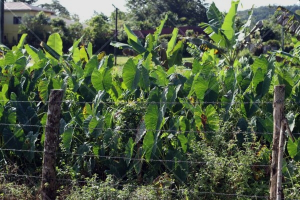 Taro plant
