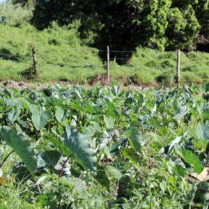 Taro plant