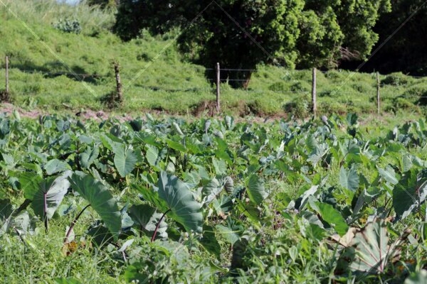 Taro plant